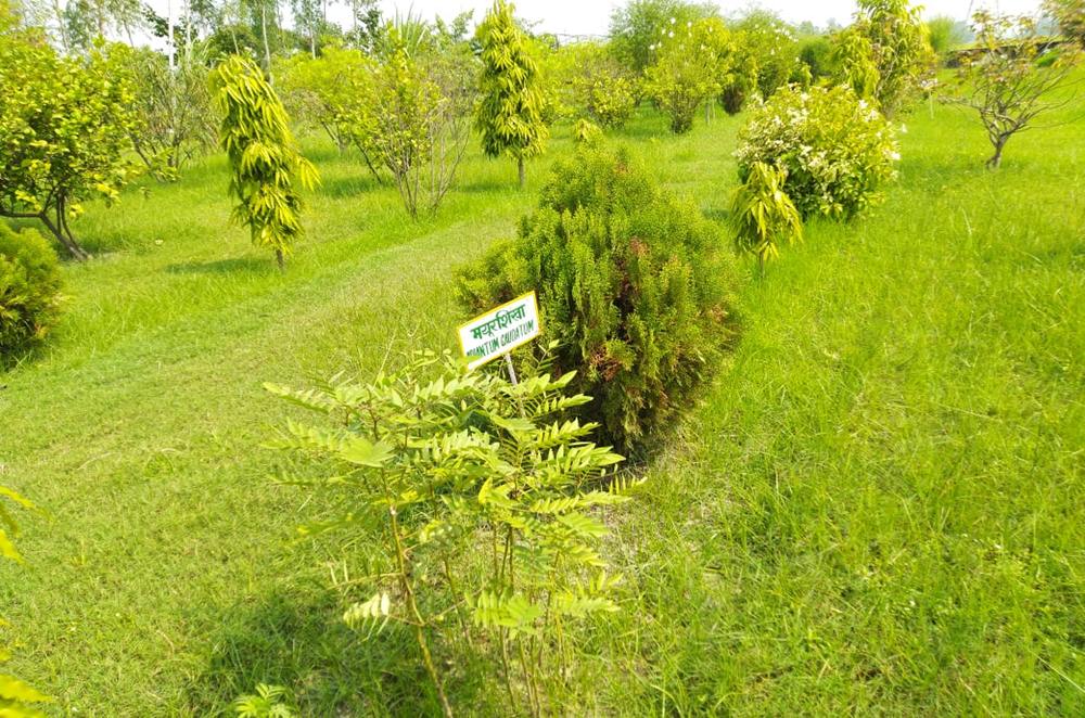 Herbal Garden